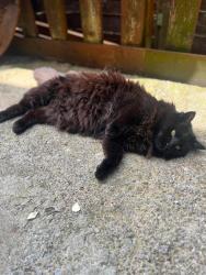 Found/Stray Unknown Cat last seen Kingshill, Gloucestershire, England GL11 4DW
