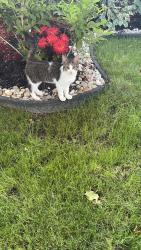 Found/Stray Male Cat last seen Al Salam Supermarket, London, ON 
