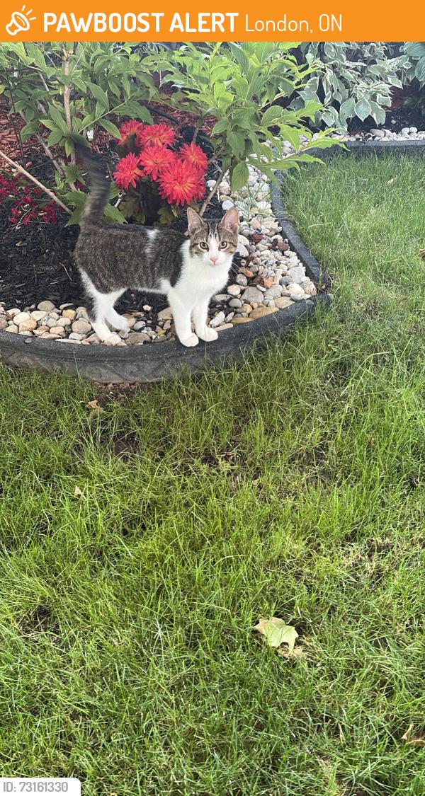 Found/Stray Male Cat last seen Al Salam Supermarket, London, ON 