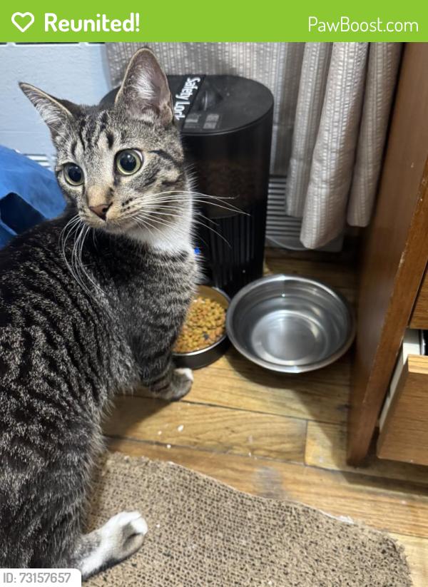 Reunited Male Cat last seen Hope Garden, New York, NY 10009