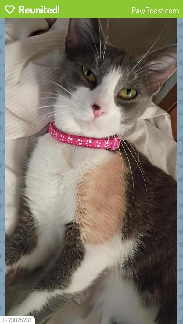 Reunited Female Cat last seen NW 84th st Wilshire, Oklahoma City, OK 73114