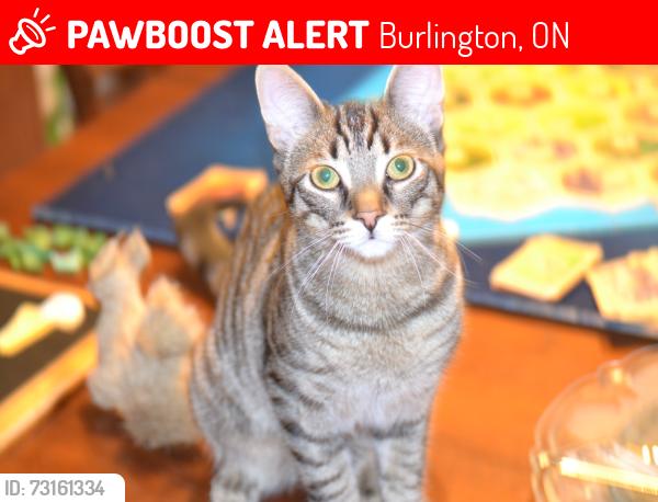 Lost Male Cat last seen Desmond and Mead Crescent, Burlington, ON 