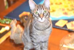 Lost Male Cat last seen Desmond and Mead Crescent, Burlington, ON 