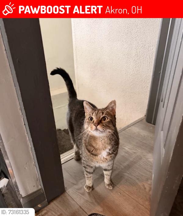 Lost Female Cat last seen Eastwood and Sarcee Ave, Akron, OH 44305