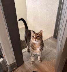 Lost Female Cat last seen Eastwood and Sarcee Ave, Akron, OH 44305