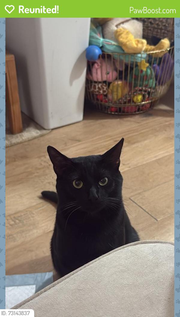 Reunited Male Cat last seen Tyler St, Riverside, CA 92505
