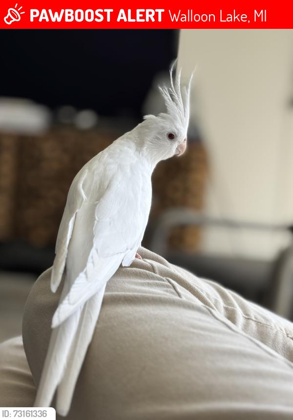Lost Female Bird last seen N shore Dr and 3rd st, Walloon Lake, MI 49770