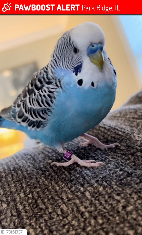 Lost Male Bird last seen Washington ave between Higgins and Devon, Park Ridge, IL 60068