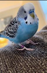 Lost Male Bird last seen Washington ave between Higgins and Devon, Park Ridge, IL 60068
