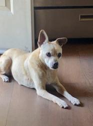 Lost Male Dog last seen E San Luis St & N Harris Ave, Close to Compton Blvd, Compton, CA 90221