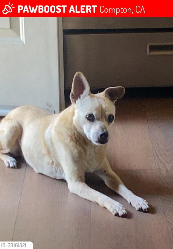 Lost Male Dog last seen E San Luis St & N Harris Ave, Close to Compton Blvd, Compton, CA 90221