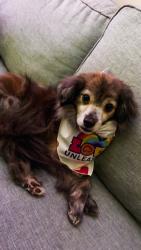 Reunited Male Dog last seen MLK Jr BLVD and Dearing Road, Covington, GA 30014
