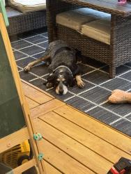 Reunited Male Dog last seen Kelly Rd and 15-501, Carthage NC, Carthage, NC 28327