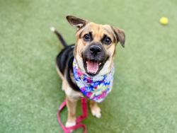 Shelter Stray Female Dog last seen Near Walton Avenue, BRONX, NY, 10453, 326 E 110th St, New York, NY 10029, USA
