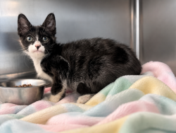 Shelter Stray Female Cat last seen Near N Wilderness Trail, CARENCRO, LA, 70520, 410 Dugas Rd, Lafayette, LA 70507, USA