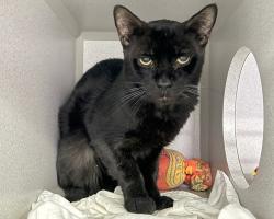 Shelter Stray Male Cat last seen Near Street, NEW YORK, NY, 10033, 326 E 110th St, New York, NY 10029, USA
