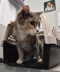 Shelter Stray Female Cat last seen Near Fordham Plaza, BRONX, NY, 10458, 326 E 110th St, New York, NY 10029, USA