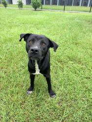 Shelter Stray Male Dog last seen Near Mills Street, LAFAYETTE, LA, 70507, 410 Dugas Rd, Lafayette, LA 70507, USA