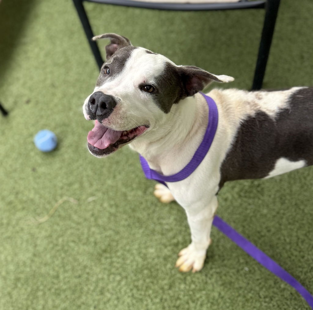 Shelter Stray Male Dog last seen Near Saint John Street, LAFAYETTE, LA, 70501, 410 Dugas Rd, Lafayette, LA 70507, USA