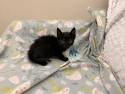 Shelter Stray Male Cat last seen Near Lamar Street, LAFAYETTE, LA, 70501, 410 Dugas Rd, Lafayette, LA 70507, USA