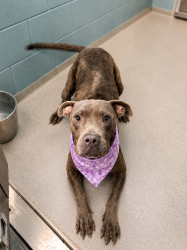 Shelter Stray Female Dog last seen Near Cora Street, LAFAYETTE, LA, 70501, 410 Dugas Rd, Lafayette, LA 70507, USA