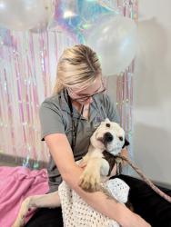 Shelter Stray Female Dog last seen Near Lajuanie Road, LAFAYETTE, LA, 70501, 410 Dugas Rd, Lafayette, LA 70507, USA