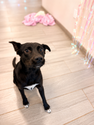 Shelter Stray Male Dog last seen Near E Willow Street, LAFAYETTE, LA, 70501, 410 Dugas Rd, Lafayette, LA 70507, USA