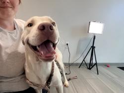 Shelter Stray Male Dog last seen YOUNGSVILLE, LA, 70592, 410 Dugas Rd, Lafayette, LA 70507, USA