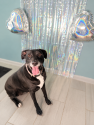 Shelter Stray Female Dog last seen DUSON, LA, 70529, 410 Dugas Rd, Lafayette, LA 70507, USA