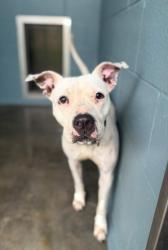 Shelter Stray Female Dog last seen Near Westgate Road, LAFAYETTE, LA, 70506, 410 Dugas Rd, Lafayette, LA 70507, USA