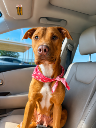 Shelter Stray Female Dog last seen LAFAYETTE, LA, 70508, 410 Dugas Rd, Lafayette, LA 70507, USA