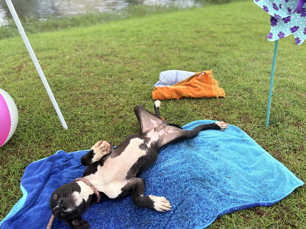 Shelter Stray Male Dog last seen Near Adams Lane, DUSON, LA, 70529, 410 Dugas Rd, Lafayette, LA 70507, USA