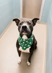 Shelter Stray Male Dog last seen Near Bay Meadow Lane, LAFAYETTE, LA, 70507, 410 Dugas Rd, Lafayette, LA 70507, USA