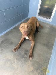 Shelter Stray Male Dog last seen Near Blanco, YOUNGSVILLE, LA, 70592, 410 Dugas Rd, Lafayette, LA 70507, USA