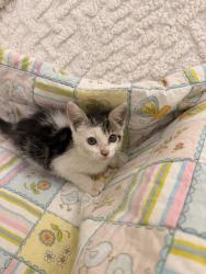 Shelter Stray Female Cat last seen Galbert Road, LAFAYETTE, LA, 70506, 410 Dugas Rd, Lafayette, LA 70507, USA