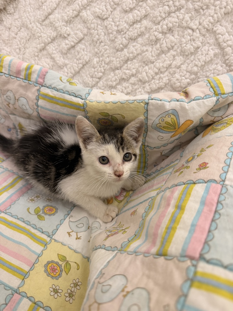 Shelter Stray Female Cat last seen Galbert Road, LAFAYETTE, LA, 70506, 410 Dugas Rd, Lafayette, LA 70507, USA
