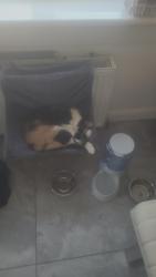 Reunited Female Cat last seen She got out the back door she is a hse cat who is unfamiliar with the area, Glasgow City, Scotland G32 9NG