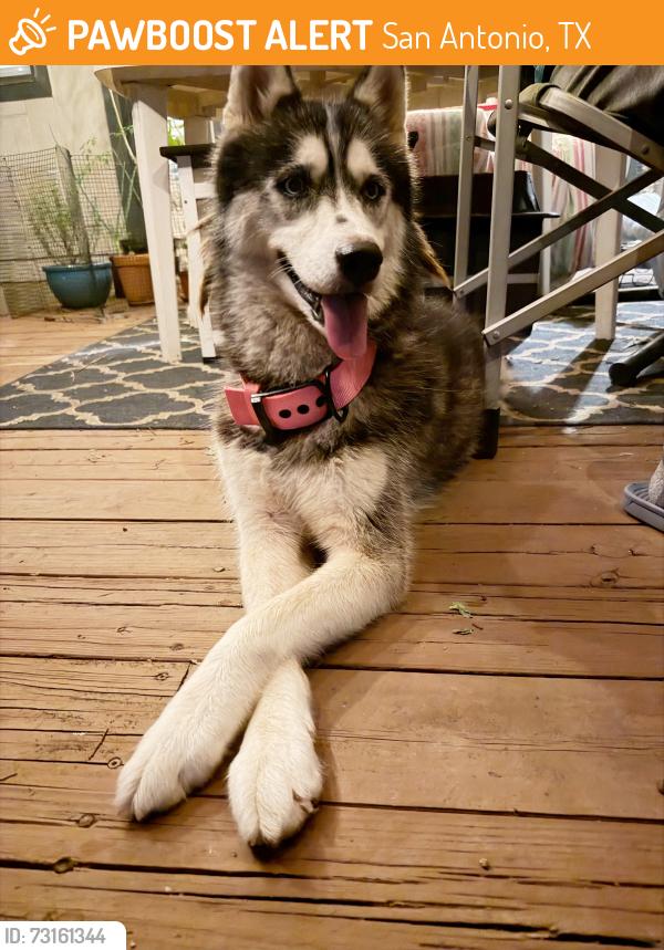 Found/Stray Female Dog last seen Spring Time Drive, San Antonio, Texas 78249, San Antonio, TX 78249