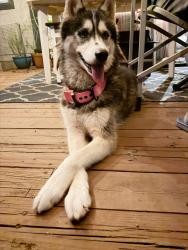 Found/Stray Female Dog last seen Spring Time Drive, San Antonio, Texas 78249, San Antonio, TX 78249
