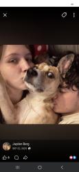 Reunited Female Dog last seen San Vincent and pearl st, Greenville, TX 75402