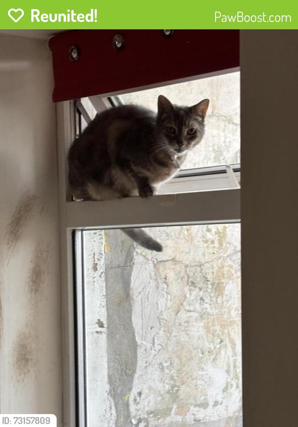 Reunited Female Cat last seen York bridge, Morecambe, England 