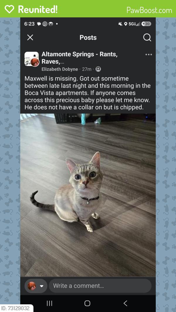 Reunited Male Cat last seen Boca Vista apmts, 434 and Cape Cod Lane, Altamonte Springs, FL 32701