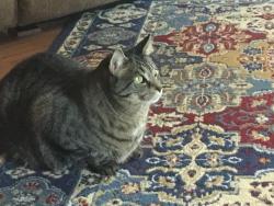 Lost Male Cat last seen SW Railroad- Pine St, Youngsville, NC 27596