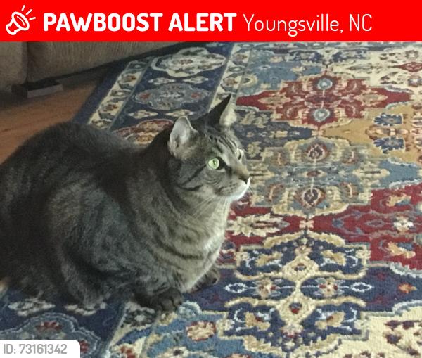 Lost Male Cat last seen SW Railroad- Pine St, Youngsville, NC 27596