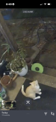 Found/Stray Unknown Cat last seen Cotton tail, San Antonio, TX 78023