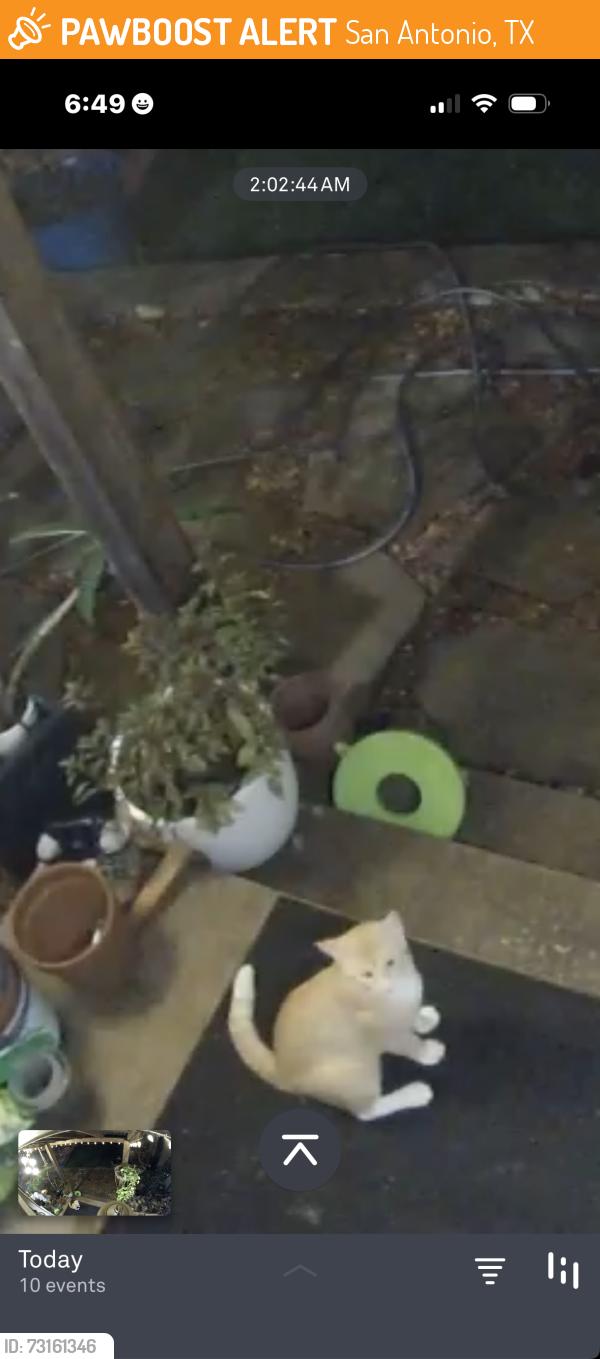 Found/Stray Unknown Cat last seen Cotton tail, San Antonio, TX 78023