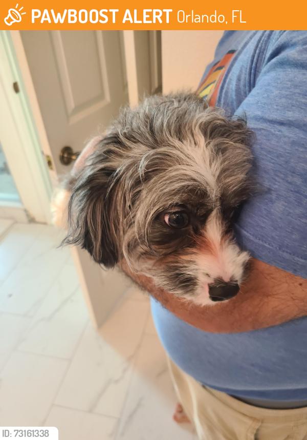 Found/Stray Unknown Dog last seen Falcon Pointe in Hunter's Creek, Orlando, FL 32837