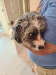 Found/Stray Unknown Dog last seen Falcon Pointe in Hunter's Creek, Orlando, FL 32837