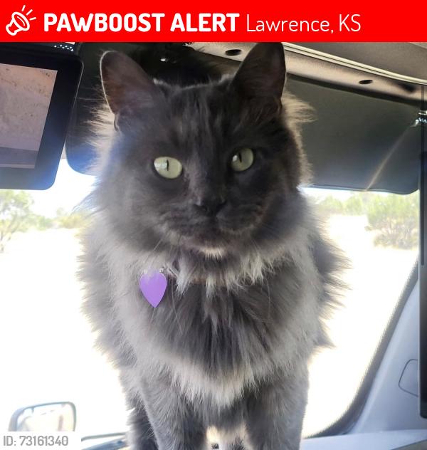 Lost Unknown Cat last seen Lawrence truck stop, Lawrence, KS 66049