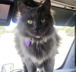 Lost Unknown Cat last seen Lawrence truck stop, Lawrence, KS 66049